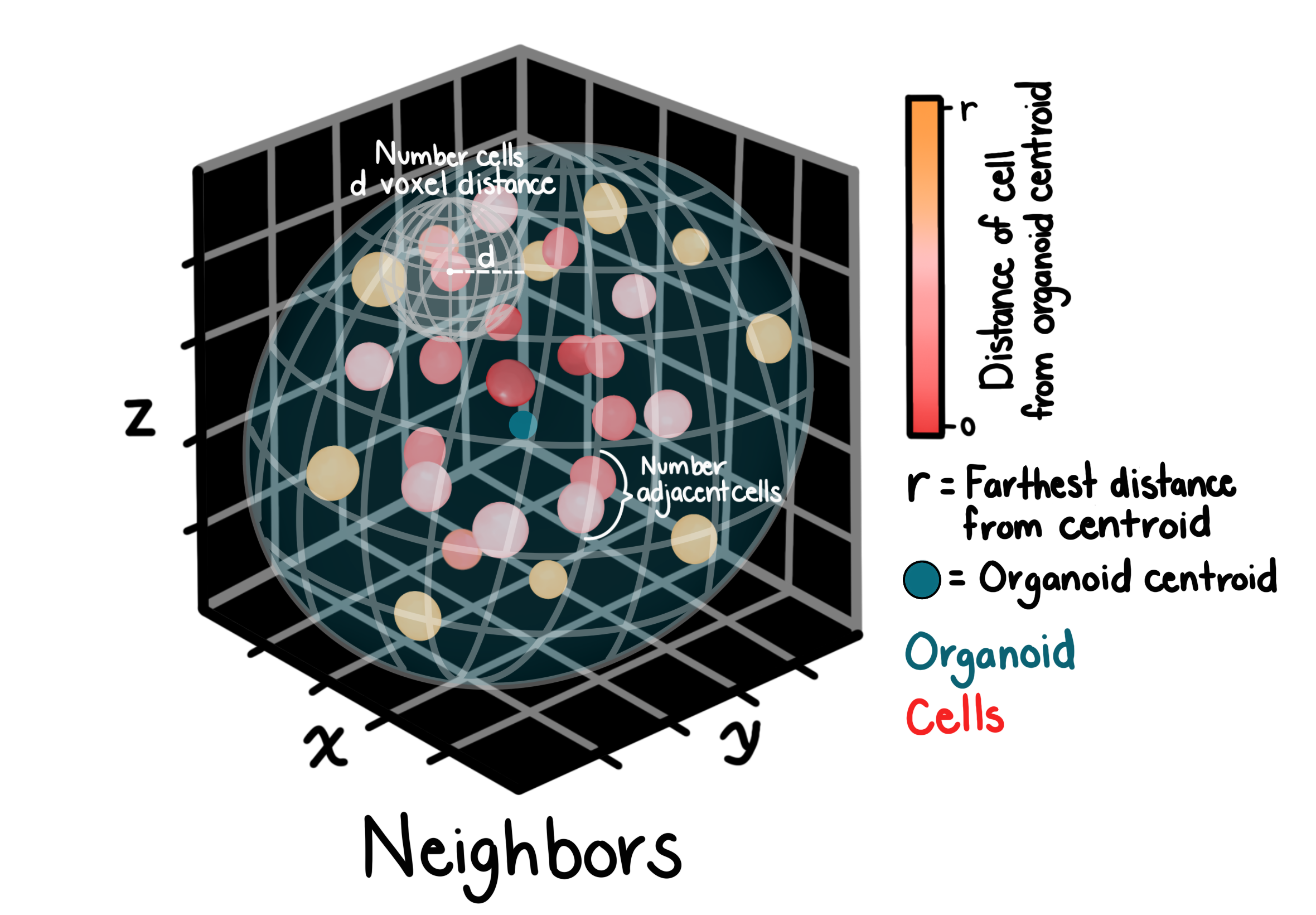 Neighbors