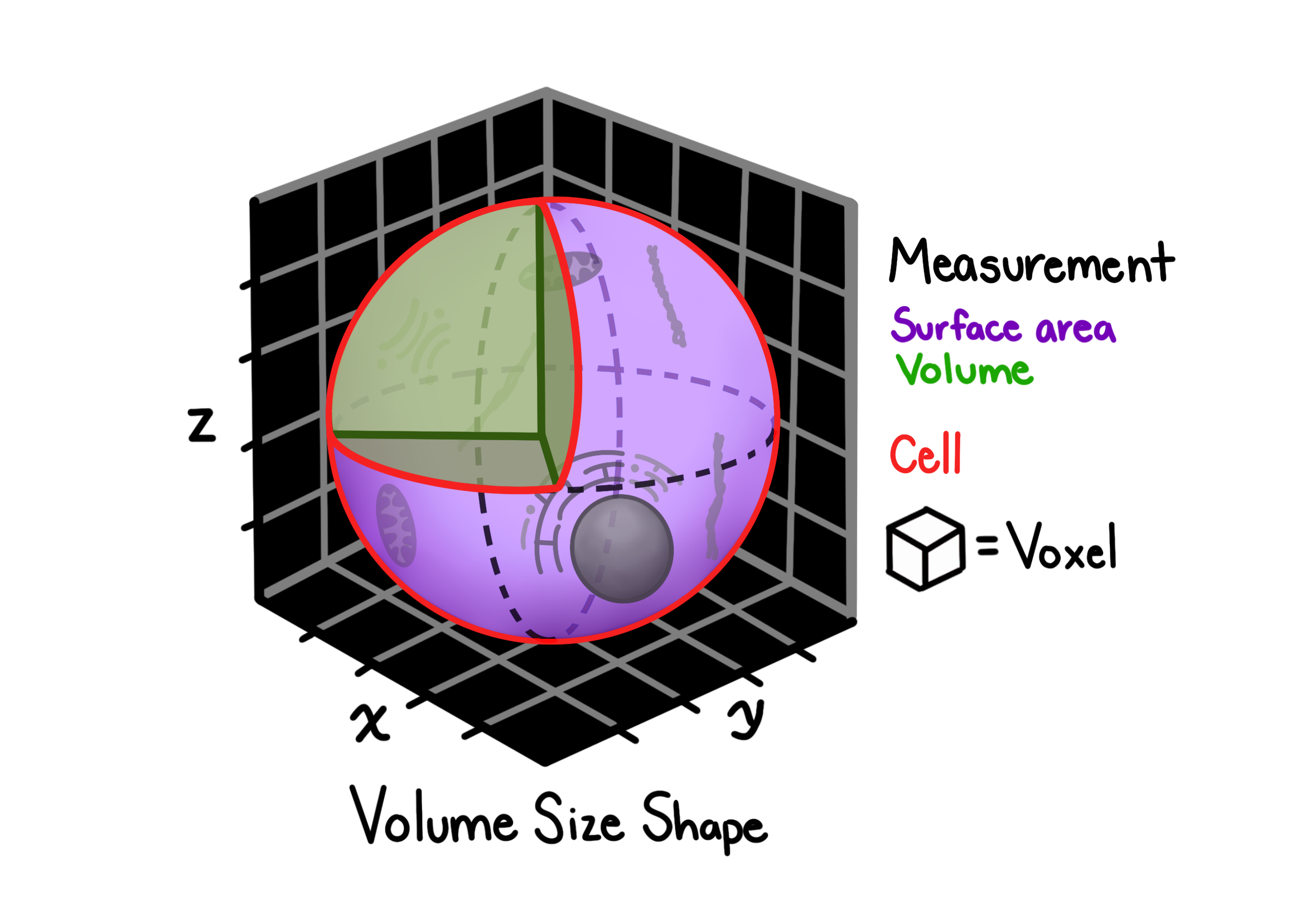 Volume, Size, and Shape